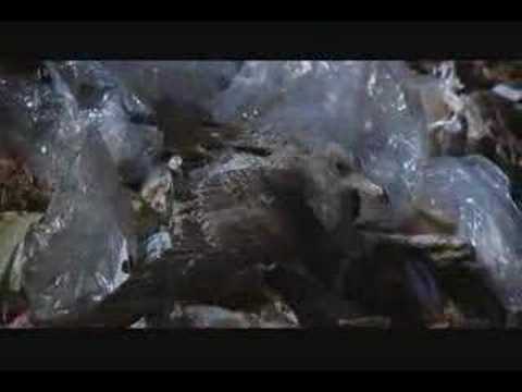 Jonathan Livingston Seagull - Dear Father (we dream)