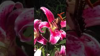 Botanist's Lens: Stuck on Stargazer!