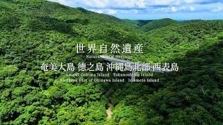 (short ver.)世界自然遺産・「奄美大島、徳之島、沖縄島北部及び西表島」ダイジェストPR動画