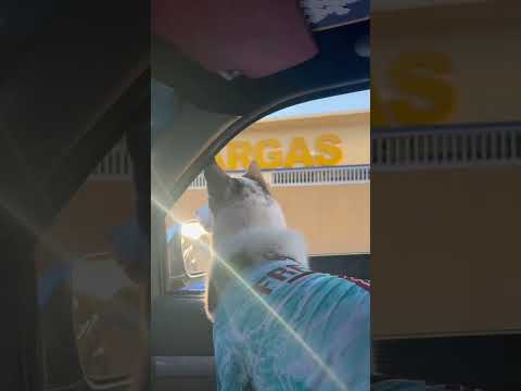 FREYA LA COMUNICADORA CANINA SUPERVISA EL AVANCE EN EL HOSPITAL DR. JOSÉ MARÍA VARGAS EN CAGUA
