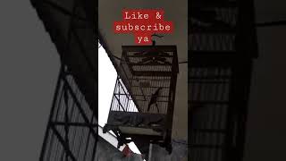 Download lagu Suara burung cucak kopi mp3