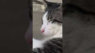 Download lagu Kucing lagi santai#kucing #kucinglucu mp3