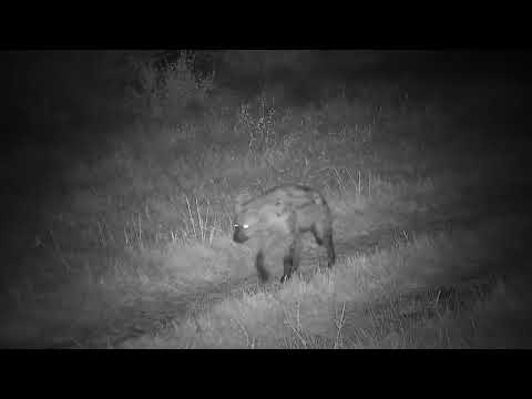 Djuma: Scrub Hare and then Hyena - 19:41 - 04/06/2023