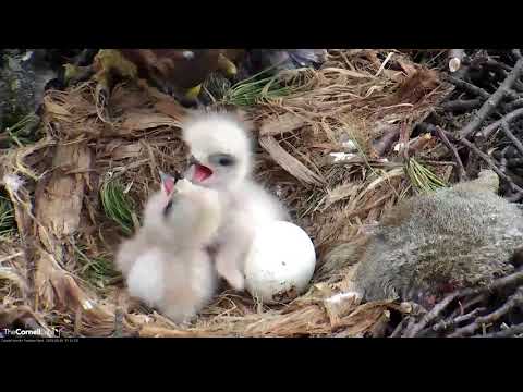 Second Red-tailed Hawk Chick "I2" Hatches Overnight! – May 1, 2019