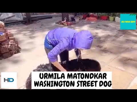Urmila Matondkar Washing Street Dog