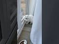 Big Morning Scream From Donut I Need To Stop Interrupting His Window Watching Time