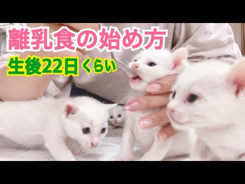 猫の離乳:いつ、どのようにして行うの?