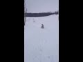 Coyote takes down deer, guy chases it away! 