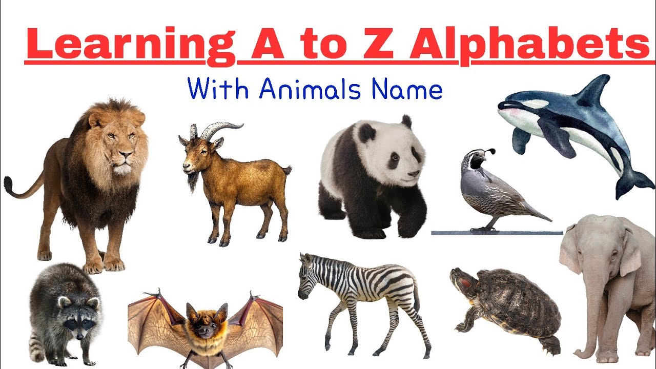 A to Z Animals video for Kids 🐾🐶| ABC Learning for Toddlers 🧑| Fun Learning Video....