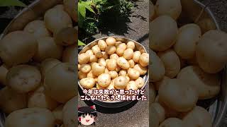 庭に畑を作ってみた【その43】 #shorts