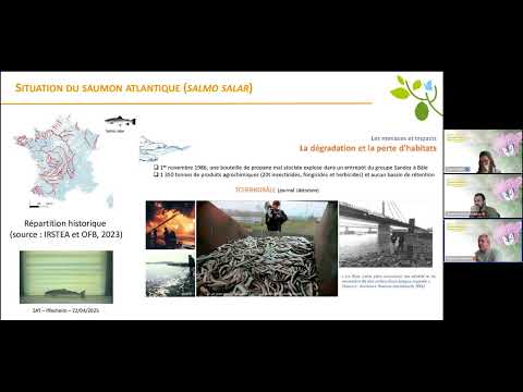 Quelle est la reconquête des cours d’eau par les grands migrateurs ?