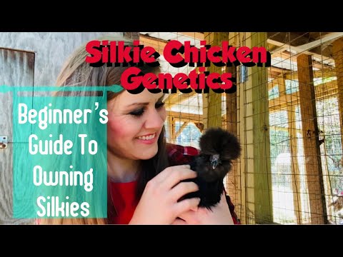 Silkie Chicken Genetics: Beginner’s Guide To Owning Silkies