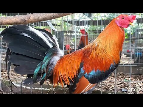 Yellow Leg Sweater Kelso Cardenal Asil Granja R. Greer