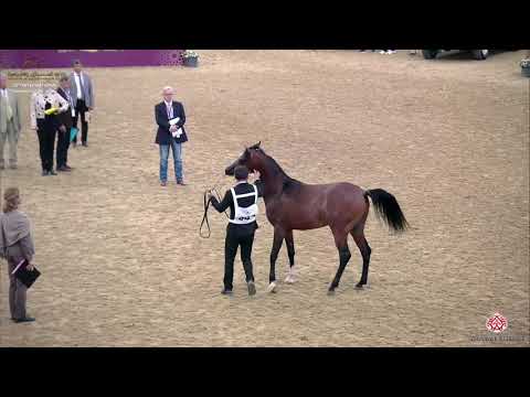 N 47 RABBAN AL KHOR   29th Qatar Intl A H  Show 2020   2 Years Old Colts Class 2