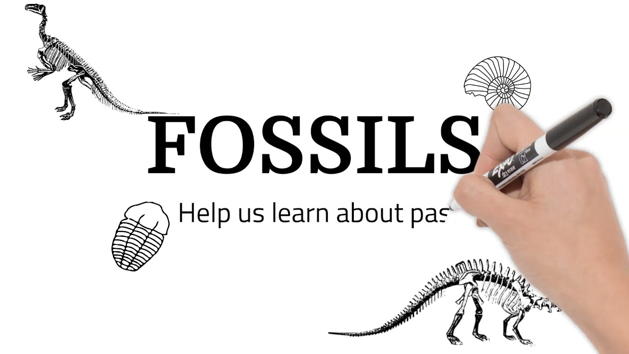 Fossils. Short Simple Science