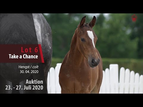 Westf. Online Auktion 23.-27. Juli: Lot 6 Take a Chance Hengst v.  Tangelo v. d. Zuuthoeve - Nerrado