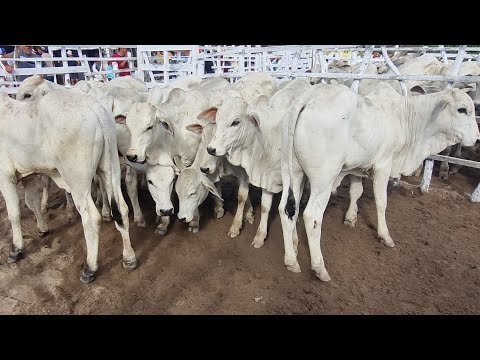 Feira de gado em jupi-Pe 16-11-2025 #nordeste 