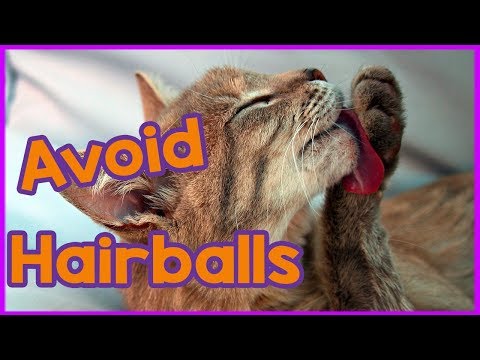 How to Avoid Cat Hairballs!