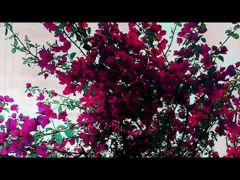 Lainx - Ramé (Official Audio)