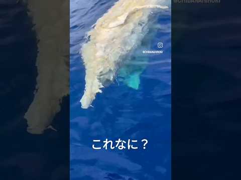 これは、なに？　#未確認#未確認生物#太平洋#海#うみ#おきなわ#沖縄#不気味
