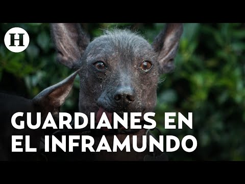 Viaje al Mictlán: Xoloitzcuintle guía para llegar al inframundo