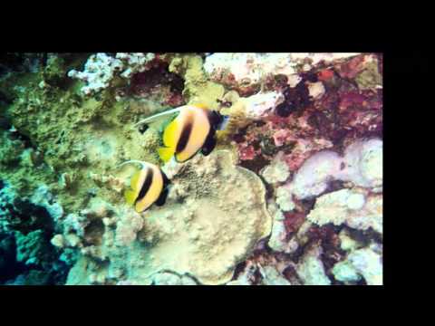 Red Sea 2011 | Brother Islands | Liveaboard