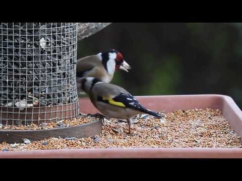 Tengelicek tavaszi etetőn /  European Goldfinches at bird feeder, Budapest (2014.03.20.)