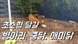 슈퍼 울트라 초소형 달걀 + 병아리, 청계닭 근황