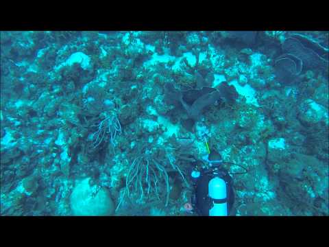 Pine Shallow's Drift/Reef scuba dive in Barbados