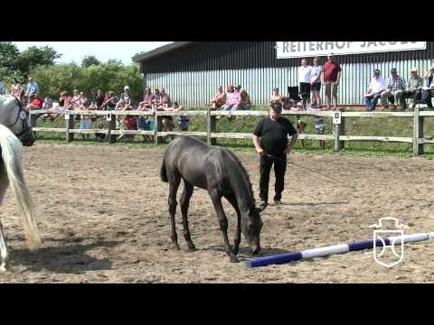 030 Hengstfohlen von Cayado   Caretino   Lord