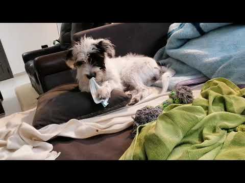 🐕:COVID time-I neeeeeeed mask(2)