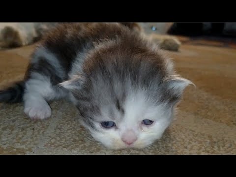 Mother Cat Ignoring The Same Kitten Again And Feeding Her 3 Kittens