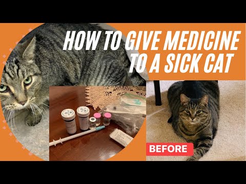 HOW TO GIVE MEDICINE TO A SICK CAT BY YOURSELF