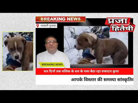 चार दिन तक मलिक के शव के पास बैठा रहा वफादार कुत्ता