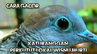 Download lagu Katuranggan Local Turtle Dove Wisnu Murti mp3