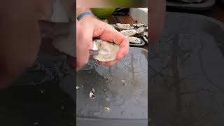Shucking Oysters, How Fast are You? #oysters #asmr #chesapeakebay