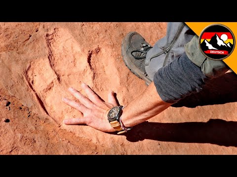 Wird Coyote DINOSAURIERSPUREN finden? Auf Spurensuche | Brave Wilderness Deutsch