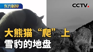 海拔4120米！大熊猫“爬”上雪豹的地盘 | CCTV「东方时空」