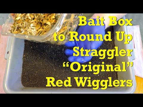 Baited straggler worms in castings & new "original" red wiggler bins fed - vermicompost