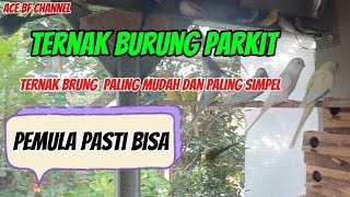 Download lagu Breeding parakeets for beginners ///everyone can do it mp3
