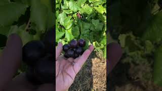 Lane Muscadine review by Greg Ison of Isons Nursery