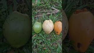 Download lagu #RUJAK KELAPA MUDA 3 MACAM🤣🤣 mp3 Download lagu #RUJAK KELAPA MUDA 3 MACAM🤣🤣 mp3