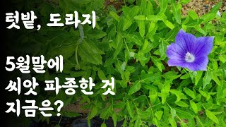 텃밭, 도리지 / 5월말에 씨앗 파종한 것 