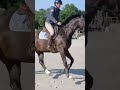 Tr&egrave;s chic SF pour dressage