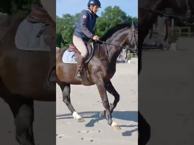 Tr&egrave;s chic SF pour dressage