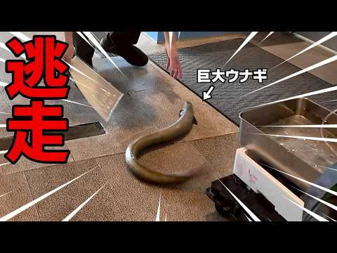 【1尾3万】とんでもない生物を購入してしまいました。疑問に思っていた事があります。