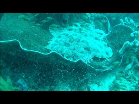 Wobbegong Shark