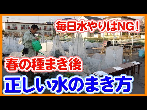 苗の水やりシート：水やりのタイミングを判断する要素とその方法は？  庭園