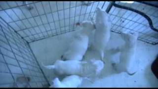 preview picture of video 'Bull Terrier Puppy Prison - Day 41'