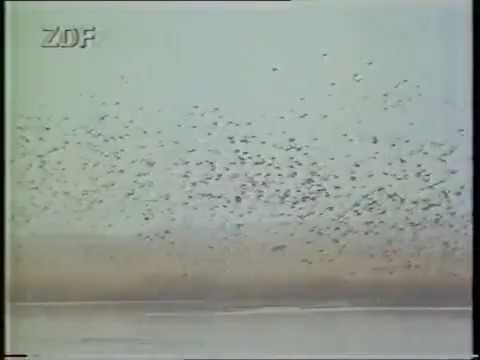 download lagu mp3 mp4 Weihnachten Mit Godewind 2, download mp3 Weihnachten Mit Godewind 2 free download mp3, download mp3 Weihnachten Mit Godewind 2